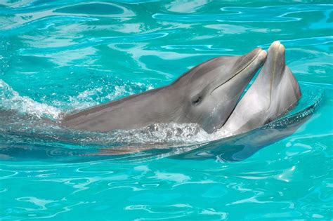 dolphin porn sex|Zoophilia Search Results for dolphin .